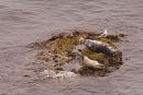 Atlantic Grey Seals